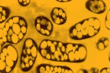Biomateriais 4 CTPP bioplastico1