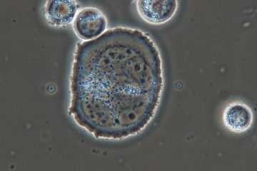 Biofármacos e farmoquímicos 2 Celula humana produtora de proteina recombinante Microscopia Optica1000x