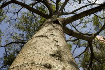 O IPT realizará o diagnóstico das árvores, utilizando, pela primeira vez, duas metodologias