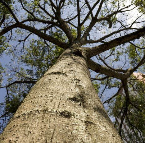 O IPT realizará o diagnóstico das árvores, utilizando, pela primeira vez, duas metodologias
