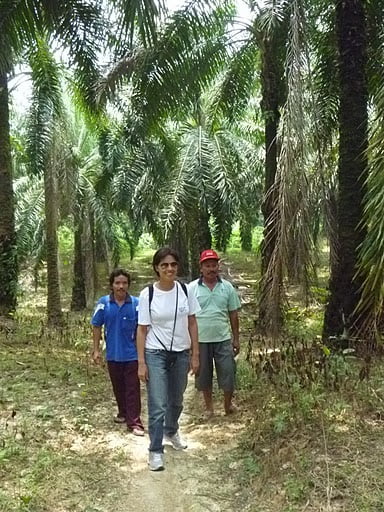 Trabalho de coleta de dados em campo junto a pequenos produtores de sistemas florestais