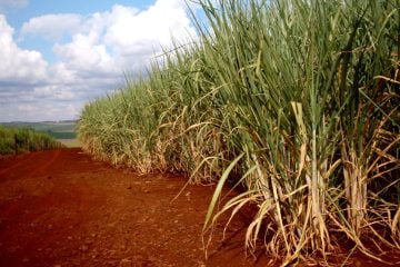 Avaliação Ambiental Energética pode integrar estudos dos aspectos ambientais, sociais e econômicos da cadeia produtiva de commodities como a cana-de-açúcar