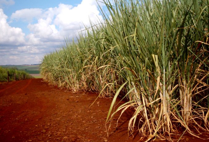 Avaliação Ambiental Energética pode integrar estudos dos aspectos ambientais, sociais e econômicos da cadeia produtiva de commodities como a cana-de-açúcar