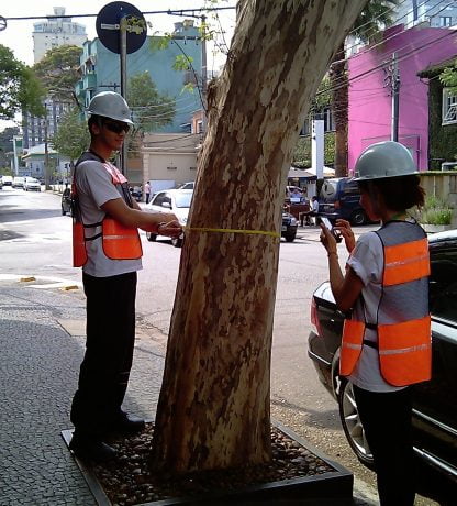 Análise externa e interna das árvores irá permitir a avaliação do risco de queda