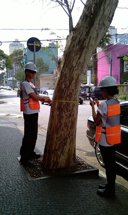 Análise externa e interna das árvores irá permitir a avaliação do risco de queda
