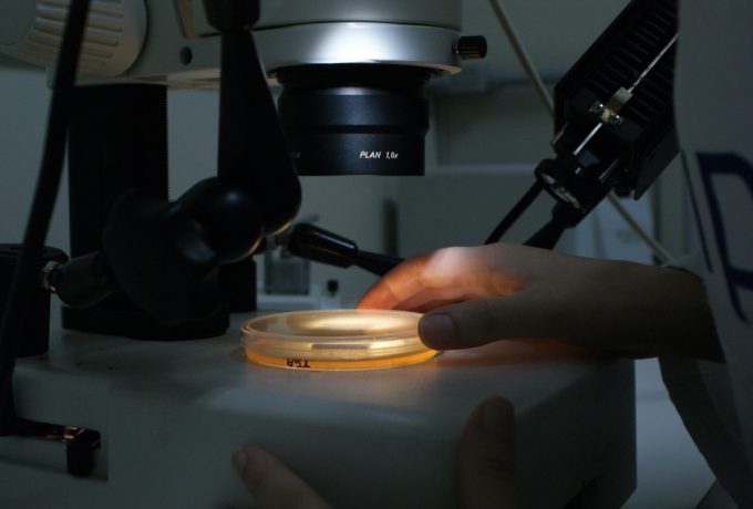 Biomaterial é analisado em microscópio estereoscópico, que permite visualizar o crescimento microbiano e fazer a diferenciação morfológica de colônias microbianas