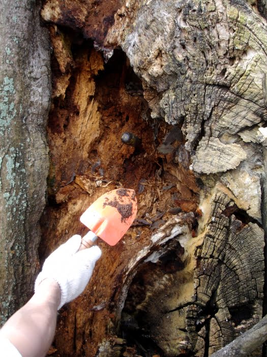 Detalhe da ferida, localizada a 15 metros de altura, com apodrecimento intenso e ataque de cupins subterrâneos