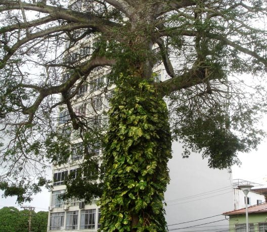Dados coletados na sumaúma de 25 metros de altura estão em análise para identificação de organismos como cupins e fungos