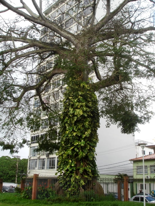 Dados coletados na sumaúma de 25 metros de altura estão em análise para identificação de organismos como cupins e fungos