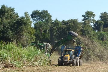 Sustentabilidade do cultivo de cana-de-açúcar para a produção de etanol no Brasil será um dos temas discutidos no evento