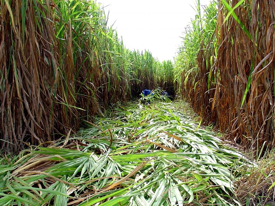 Capim elefante mostra-se como alternativa de alta eficiência energética, com a vantagem de manter em equilíbrio o balanço das emissões de gases do chamado efeito estufa