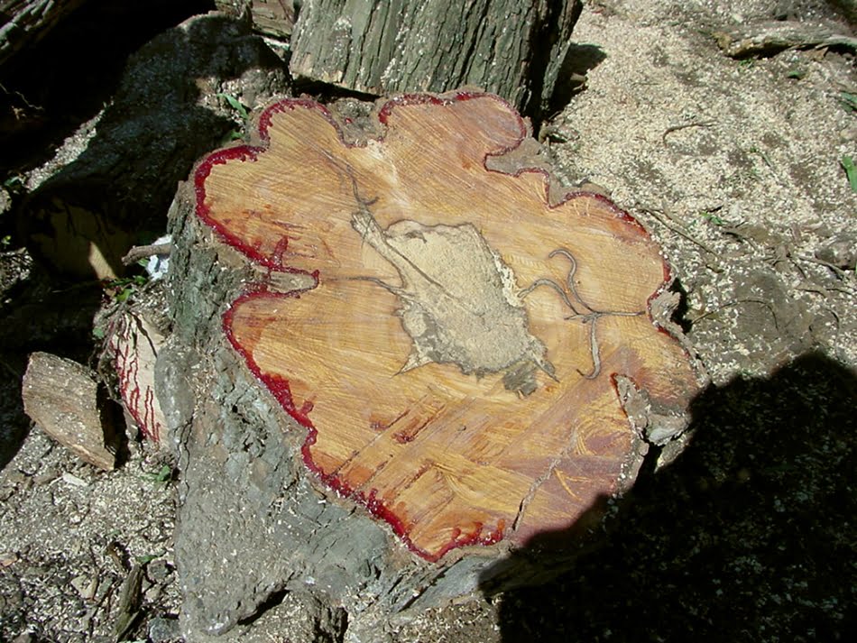 Saúde das árvores de S.Paulo 2