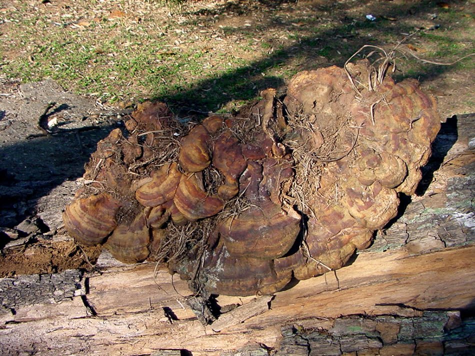 Saúde das árvores de S.Paulo 3