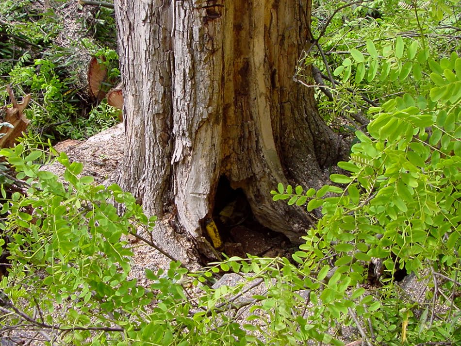Saúde das árvores de S.Paulo 4