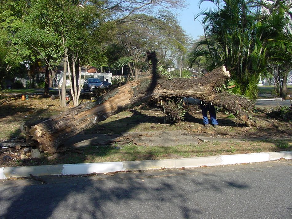 Saúde das árvores de S.Paulo 5