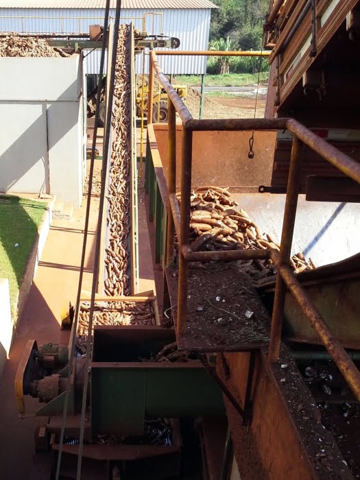 Processamento de mandioca na planta industrial da empresa Rudolf-Sizing Amidos do Brasil