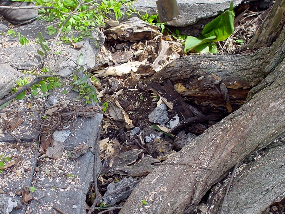 Saúde das árvores de S.Paulo 6