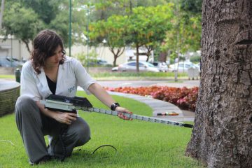 Avaliação do IPT é feita em 29 mangueiras, cinco cajás, duas canelas, uma pitombeira e um jambo vermelho