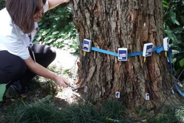 Avaliação da situação das árvores do Clube Paineiras contou com análise interna e externa de exemplares