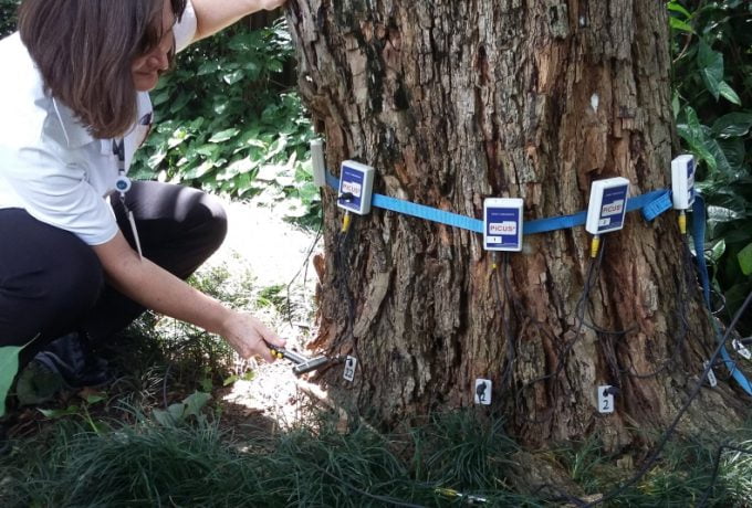 Avaliação da situação das árvores do Clube Paineiras contou com análise interna e externa de exemplares