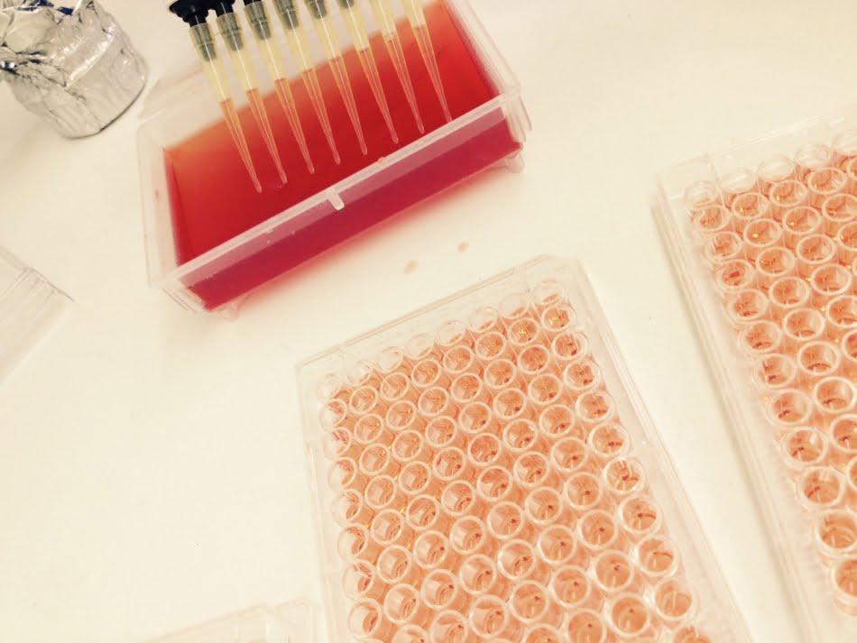 Ensaio de segurança in vitro de biotensoativo produzido no projeto de parceria entre IPT e Natura - Crédito: Edi Carlos Sousa