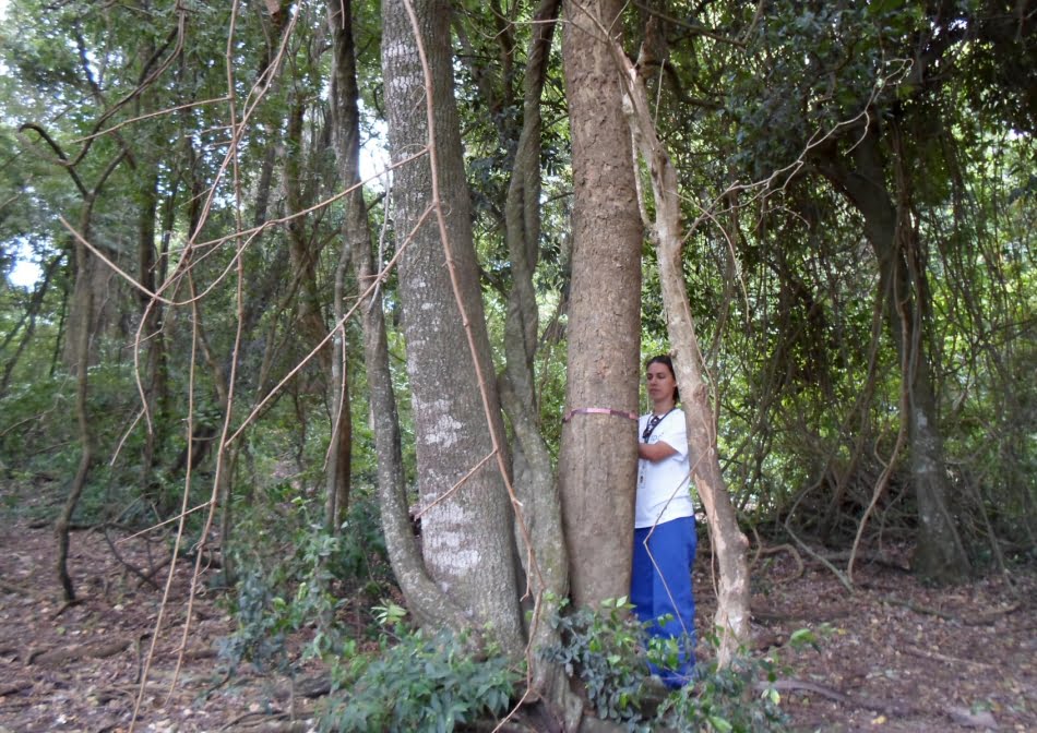 Trabalho desenvolvido pela Seção de Sustentabilidade de Recursos Florestais para o Departamento Hidroviário foi feito dentro do convênio do IPT com a Secretaria de Logística e Transporte para apoio tecnológico na hidrovia Tietê-Paraná