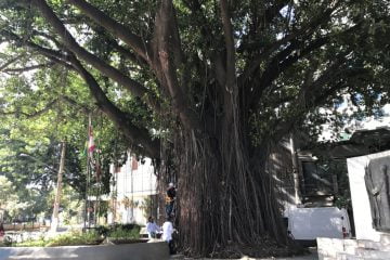 Objetivo da inspeção foi realizar o diagnóstico do estado fitossanitário do exemplar quanto à ocorrência de organismos xilófagos (que se alimentam de madeira), deterioração interna do lenho e análise do risco de queda