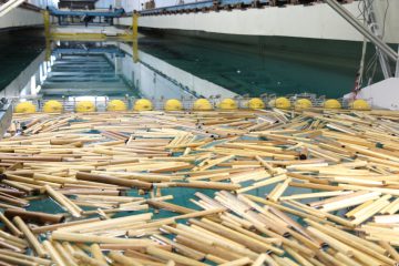 No período crítico das cheias, entre março e abril, descem em média cerca de 9.000 troncos e árvores por dia pelo Rio Madeira