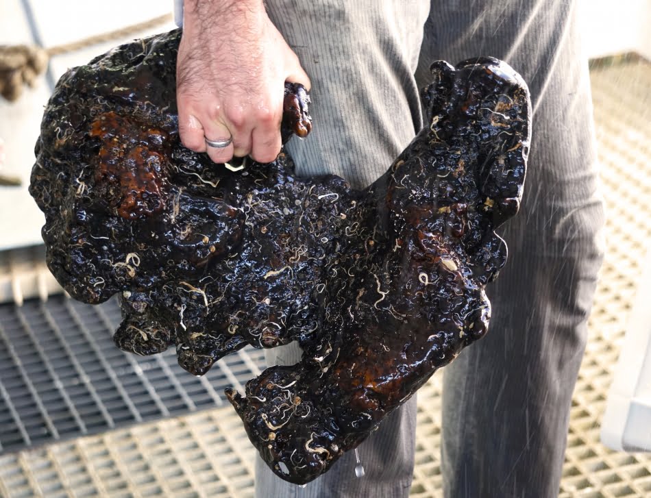 ...amostra de fosforita coletada durante as operações...