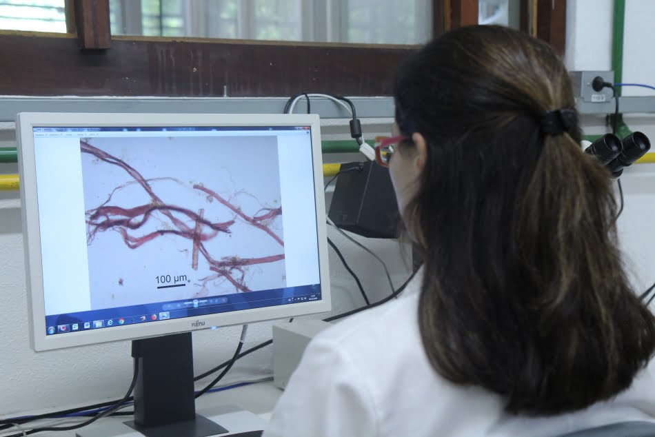 Três fragmentos de papel foram submetidos no laboratório do IPT a uma avaliação da composição fibrosa