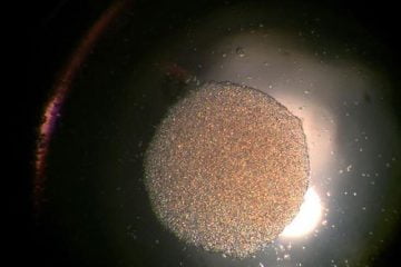 Aglomerados de células de glioblastoma cultivados em laboratório do IPT