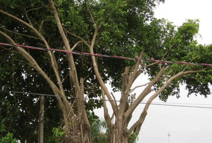 Poda das árvores nos municípios brasileiros é uma prática comum, executada para corrigir conflitos entre as árvores e as edificações ou equipamentos urbanos, como o conflito clássico entre as árvores e a rede elétrica aérea