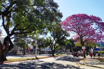 "É uma ação inovadora por ter caráter preventivo. Justamente para se evitar quedas e problemas com a arborização quando adulta, estamos realizando essa etapa prévia de planejamento. Assim, conseguimos pensar, em conjunto com o município, a escolha dos melhores locais e das espécies mais adequadas", explica Giuliana Del Nero Velasco, pesquisadora do IPT. Crédito foto: Andrea Sundfeld: Prefeitura Municipal de São José dos Campos