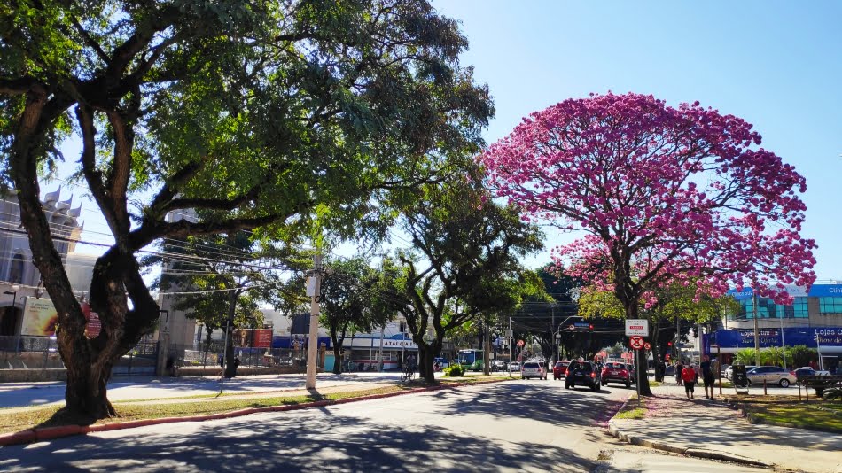 "É uma ação inovadora por ter caráter preventivo. Justamente para se evitar quedas e problemas com a arborização quando adulta, estamos realizando essa etapa prévia de planejamento. Assim, conseguimos pensar, em conjunto com o município, a escolha dos melhores locais e das espécies mais adequadas", explica Giuliana Del Nero Velasco, pesquisadora do IPT. Crédito foto: Andrea Sundfeld: Prefeitura Municipal de São José dos Campos