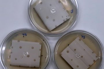 Resultado do material após exposição a um inóculo misto de fungos por 28 dias, de acordo com o método ASTM G21 (os pontos escuros se relacionam ao local de aplicação do inóculo sobre a superfície dos corpos de prova do material analisado)
