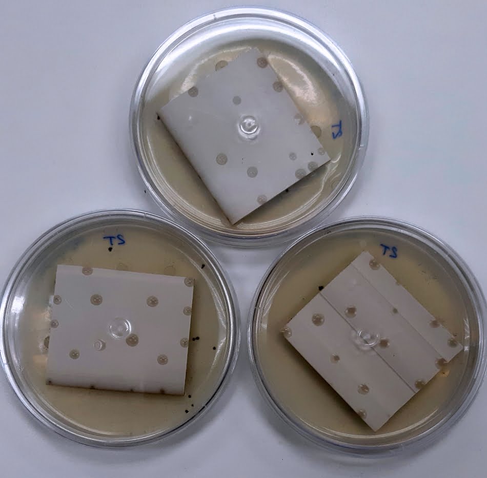Resultado do material após exposição a um inóculo misto de fungos por 28 dias, de acordo com o método ASTM G21 (os pontos escuros se relacionam ao local de aplicação do inóculo sobre a superfície dos corpos de prova do material analisado)