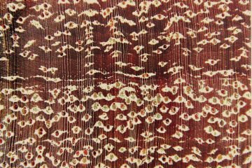 Seis tipos de madeiras serão inseridos inicialmente no aplicativo, que usa um recurso semelhante ao do reconhecimento facial para logar em apps ou desbloquear celular - são eles o cumaru (na imagem), o pau-marfim, a canafistula, a garapeira, o angelim e a muiracatiara