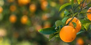 Pesticidas em laranjas